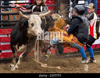 Brooklin, Kanada. Juni 2024. Ein Cowboy fällt während des Bullenreitens bei der RAM Rodeo Tour 2024 in Brooklin, Ontario, Kanada, am 2. Juni 2024. Quelle: Zou Zheng/Xinhua/Alamy Live News Stockfoto