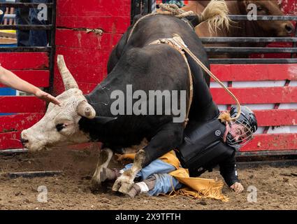 Brooklin, Kanada. Juni 2024. Ein Cowboy stürzt bei der 2024 RAM Rodeo Tour in Brooklin, Ontario, Kanada, am 2. Juni 2024 in das Bullenreiten. Quelle: Zou Zheng/Xinhua/Alamy Live News Stockfoto