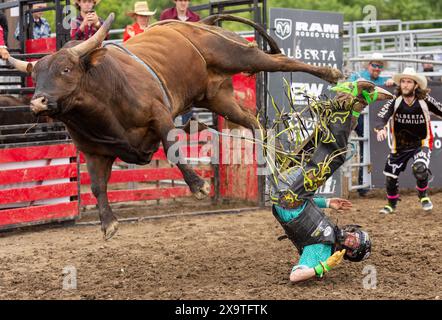 Brooklin, Kanada. Juni 2024. Ein Cowboy stürzt bei der 2024 RAM Rodeo Tour in Brooklin, Ontario, Kanada, am 2. Juni 2024 in das Bullenreiten. Quelle: Zou Zheng/Xinhua/Alamy Live News Stockfoto