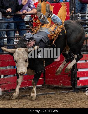 Brooklin, Kanada. Juni 2024. Ein Cowboy tritt am 2. Juni 2024 bei der RAM Rodeo Tour 2024 in Brooklin, Ontario, Kanada, an. Quelle: Zou Zheng/Xinhua/Alamy Live News Stockfoto