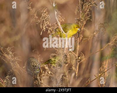 Freilebende safranfinke (Sicalis flaveola) oder Safranfalzen männlich (alle gelb) und weiblich, gesehen in Buenos Aires, Argentinien Stockfoto