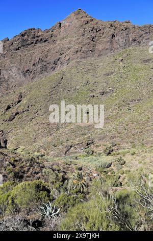 Bergdorf Masca, Masca Gorge, Montana Teno Mountains, Teneriffa, Kanarische Inseln, Spanien, Europa, Hügel, steile Landschaft mit trockener Vegetation und Stockfoto