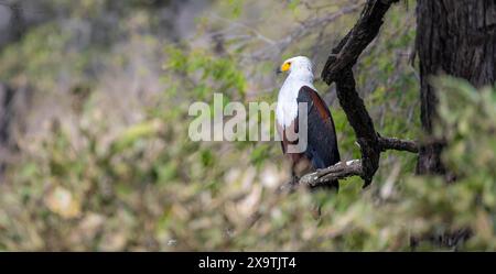 Afrikanischer Fischadler (Haliaeetus vocifer) auf einem Zweig im Kruger-Nationalpark, Südafrika Stockfoto