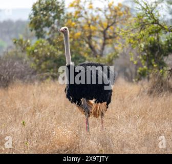 Gemeiner Strauß (Struthio camelus), erwachsener Mann, mit Gras im Schnabel, lustig, Kruger-Nationalpark, Südafrika Stockfoto