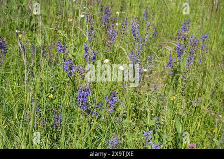 wiesenblume (Salvia pratensis) auf einer Wiese, Bienenfutterwiese, Futterwiese, Baden-Württemberg, Deutschland Stockfoto