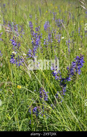 wiesenblume (Salvia pratensis) auf einer Wiese, Bienenfutterwiese, Futterwiese, Baden-Württemberg, Deutschland Stockfoto