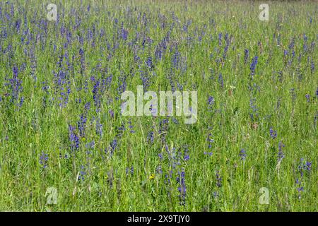 wiesenblume (Salvia pratensis) auf einer Wiese, Bienenfutterwiese, Futterwiese, Baden-Württemberg, Deutschland Stockfoto