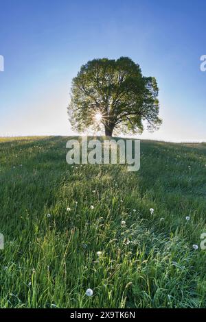 Friedenslinde, Tilia, auf der Wittelsbacher Höhe, 881m, Illertal, Allgaeu, Bayern, Deutschland Stockfoto