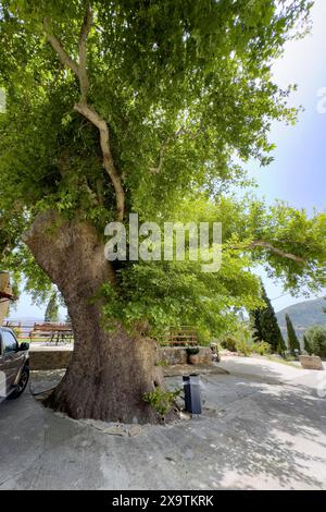 Alte riesige orientalische Ebene (Platanus orientalis) Orientalische Platane vor dem Eingang Tor des östlich-orthodoxen Klosters von Ayios Antonios Stockfoto