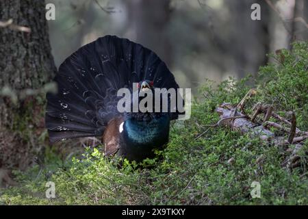 Westerhuhn (Tetrao urogallus) Paarung im Pinzgau, Österreich Stockfoto