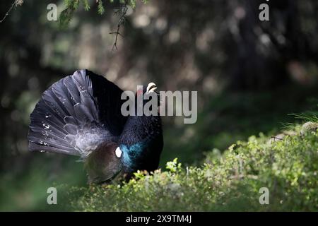 Westerhuhn (Tetrao urogallus) Paarung im Pinzgau, Österreich Stockfoto