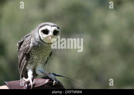 Die weniger rußige Eule hat eine dunkelrußgraue Farbe, mit großen Augen in einem grauen Gesicht, feinen weißen Flecken oben und unten und einem blassen Bauch. Stockfoto