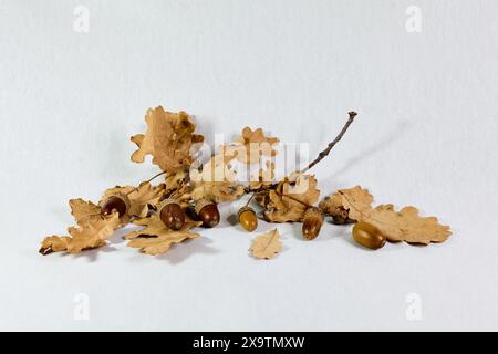 Trockene braune Eichenblätter mit Eicheln auf weißem Hintergrund Stockfoto