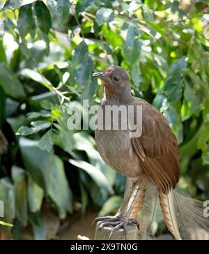 Der männliche Lyre-Vogel hat einen verzierten Schwanz, mit speziellen gebogenen Federn, die in der Auslage die Form einer Lyre annehmen. Stockfoto