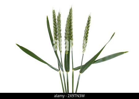 Nahaufnahme von grünen Weizenstämmen vor weißem Hintergrund mit viel Kopierraum. Ideal für landwirtschaftliche, botanische und Naturthemen Stockfoto