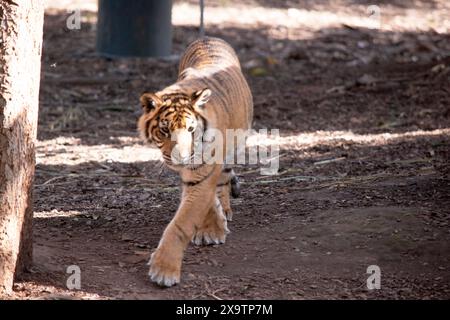 Junge Tiger haben ein Fell aus goldenem Fell mit dunklen Streifen, der Tiger ist die größte wilde Katze der Welt. Tiger sind mächtige Jäger mit scharfen Zähnen Stockfoto