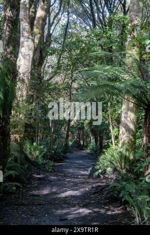 Wanderweg im Seaward Bush Reserve Forest, Invercargill, Neuseeland. Einheimische Bäume und Farne rund um den Weg zum Sport, zum Baden im Wald, achtsam Stockfoto