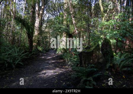 Wanderweg im Seaward Bush Reserve Forest, Invercargill, Neuseeland. Einheimische Bäume und Farne rund um den Weg zum Sport, zum Baden im Wald, achtsam Stockfoto