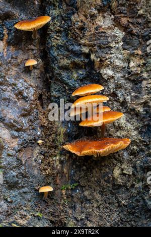 Glänzende Samtpilze (Flammulina velutipes), die auf Baumstumpf wachsen. Regenerierung des neuseeländischen Waldes im Seaward Bush Reserve, Invercagill, Neuseeland. Stockfoto