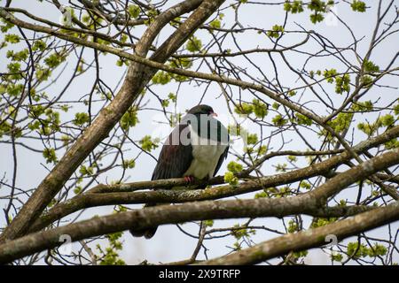 Neuseeländische Taube, oder Kereru, auf einem Baum. Queens Park, Invercargill, Neuseeland. Stockfoto