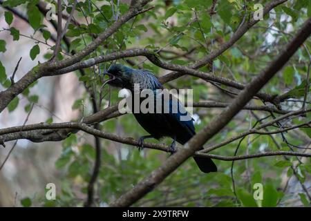 Neuseeländischer tui-Vogel, der in Baumzweigen singt. TUI sind für ihren Song bekannt und nur in Neuseeland zu finden. Stockfoto