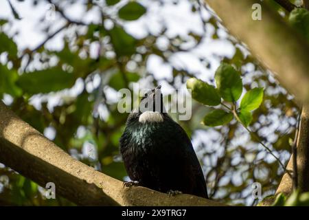 Neuseeländischer tui-Vogel im Baum. Grüne Blätter umgeben diesen einheimischen Vogel im Queens Park, Invercargill. Stockfoto