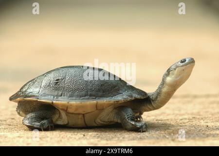 Eine seltene und bedrohte Süßwasserschildkrötenart, die endemische Schlangenhalsschildkröte (Chelodina mccordi) der vom Aussterben bedrohten Roten Insel. Stockfoto