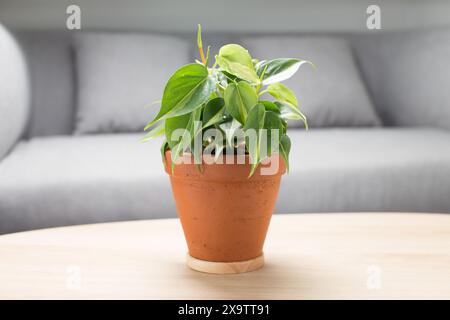 Philodendron hederaceum var. Das grüne Blattwerk des Oxycardiums „Brasil“ wächst in einem klassischen Terrakotta-Topf auf einer polierten Holzoberfläche. Stockfoto