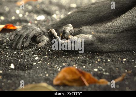 Hände und rechter Fuß eines Sulawesi-Schwarzkammmakaken (Macaca nigra), der am Strand von Tangkoko, Nord-Sulawesi, Indonesien, ein Nickerchen macht. Stockfoto