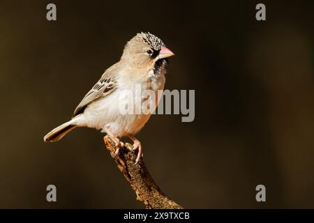 Ein kleiner schuppiger gefiederter Weber (Sporopipes swamifrons), der auf einem Zweig in Südafrika thront Stockfoto