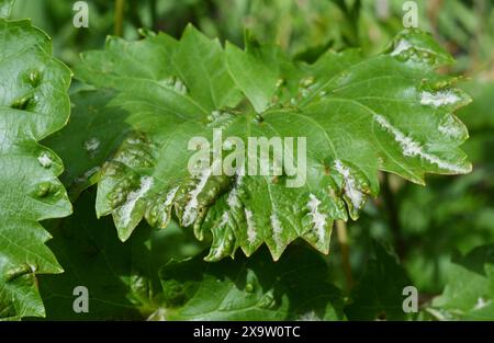 Nahaufnahme auf Trauben Anthracnose und Schimmel Krankheit Symptome. Anthracnose-Pilzkrankheit an Weinrebenblättern. Stockfoto