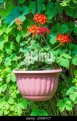 Hängender Blumentopf mit schönen roten Blumen in einem Garten Stockfoto