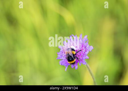 Hummel bestäubt eine blühende Wildblume Stockfoto