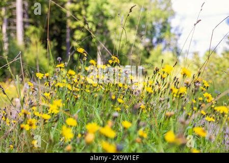 Wiese mit blühenden asteraceae Blüten im Sommer Stockfoto