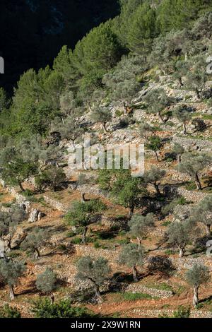 Rotes de Caimari, Gemeinde von Selva, Brunnen von kulturellem Interesse, Mallorca, Balearen, Spanien Stockfoto