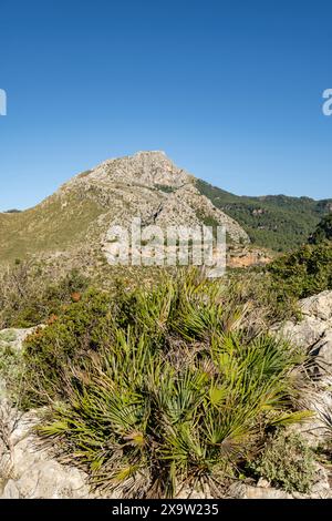 Puig de Galatzó, 1027 metros de altura, Sierra de Tramuntana, Mallorca, Balearen, Spanien Stockfoto