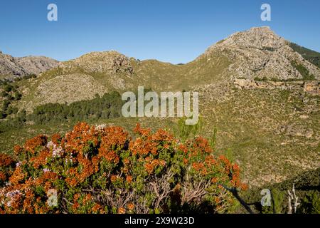 Puig de Galatzó, 1027 metros de altura, Sierra de Tramuntana, Mallorca, Balearen, Spanien Stockfoto