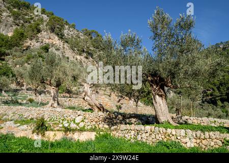 Rotes de Caimari, bien de interés cultural, Mallorca, Balearen, Spanien Stockfoto