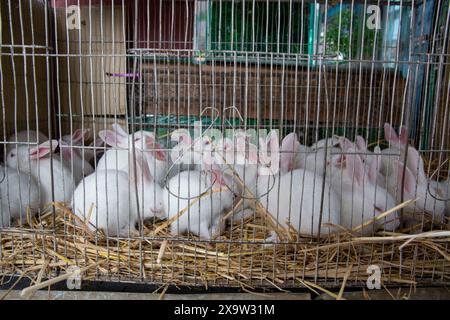 Entzückende Kaninchen im Käfig zum Verkauf auf dem Katabon PET Market in Dhaka, Bangladesch. Stockfoto