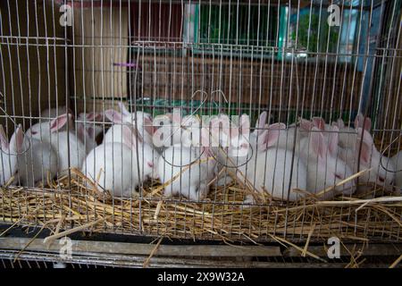 Entzückende Kaninchen im Käfig zum Verkauf auf dem Katabon PET Market in Dhaka, Bangladesch. Stockfoto