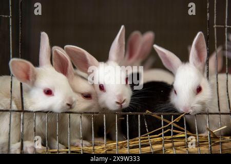 Entzückende Kaninchen im Käfig zum Verkauf auf dem Katabon PET Market in Dhaka, Bangladesch. Stockfoto