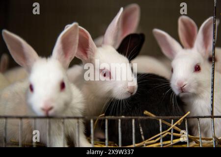 Entzückende Kaninchen im Käfig zum Verkauf auf dem Katabon PET Market in Dhaka, Bangladesch. Stockfoto