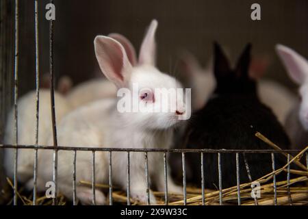 Entzückende Kaninchen im Käfig zum Verkauf auf dem Katabon PET Market in Dhaka, Bangladesch. Stockfoto