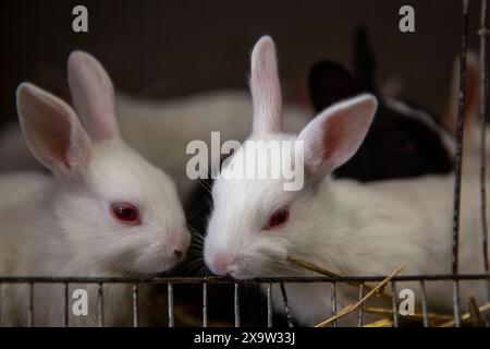 Entzückende Kaninchen im Käfig zum Verkauf auf dem Katabon PET Market in Dhaka, Bangladesch. Stockfoto