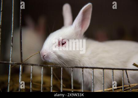 Entzückende Kaninchen im Käfig zum Verkauf auf dem Katabon PET Market in Dhaka, Bangladesch. Stockfoto