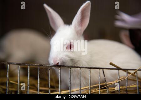 Entzückende Kaninchen im Käfig zum Verkauf auf dem Katabon PET Market in Dhaka, Bangladesch. Stockfoto