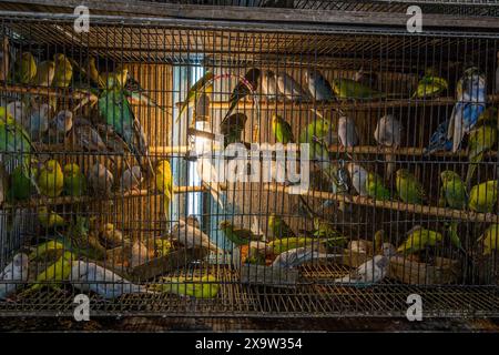 Käfigvögel werden auf dem Katabon-Heimtiermarkt in Dhaka, Bangladesch, zum Verkauf angeboten. Stockfoto