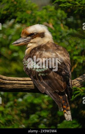 Lachende Kookaburra (Dacelo Novaeguineae). Tier, wildes Leben. Stockfoto