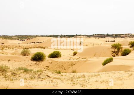 Am 31. Mai 2024 reiten Touristen auf Kamelen am malerischen Ort Yinkantara in der Kubuqi-Wüste in Ordos, der autonomen Region der Inneren Mongolei, China. (Foto: Costfoto/NurPhoto) Stockfoto