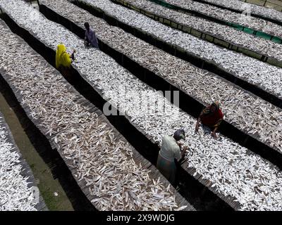 Chittagong, Bangladesch. 3. Juni 2024, Cox's Bazar, Chittagong, Bangladesch: Die Arbeiter trocknen im Cox's Bazar, Bangladesch. Sie schneiden und reinigen die Fische, fügen Salz hinzu und trocknen sie dann 4 bis 5 Tage lang auf Bambusplattformen in der Sonne. Die Verarbeitung von Trockenfischen erfordert eine konstante Hitze zum Trocknen. Nachdem die Fische richtig getrocknet sind, werden sie verpackt und zum Verkauf im in- und Ausland versandt. Getrockneter Fisch ist ein wichtiges Nahrungsmittel in Bangladesch. Quelle: ZUMA Press, Inc./Alamy Live News Stockfoto